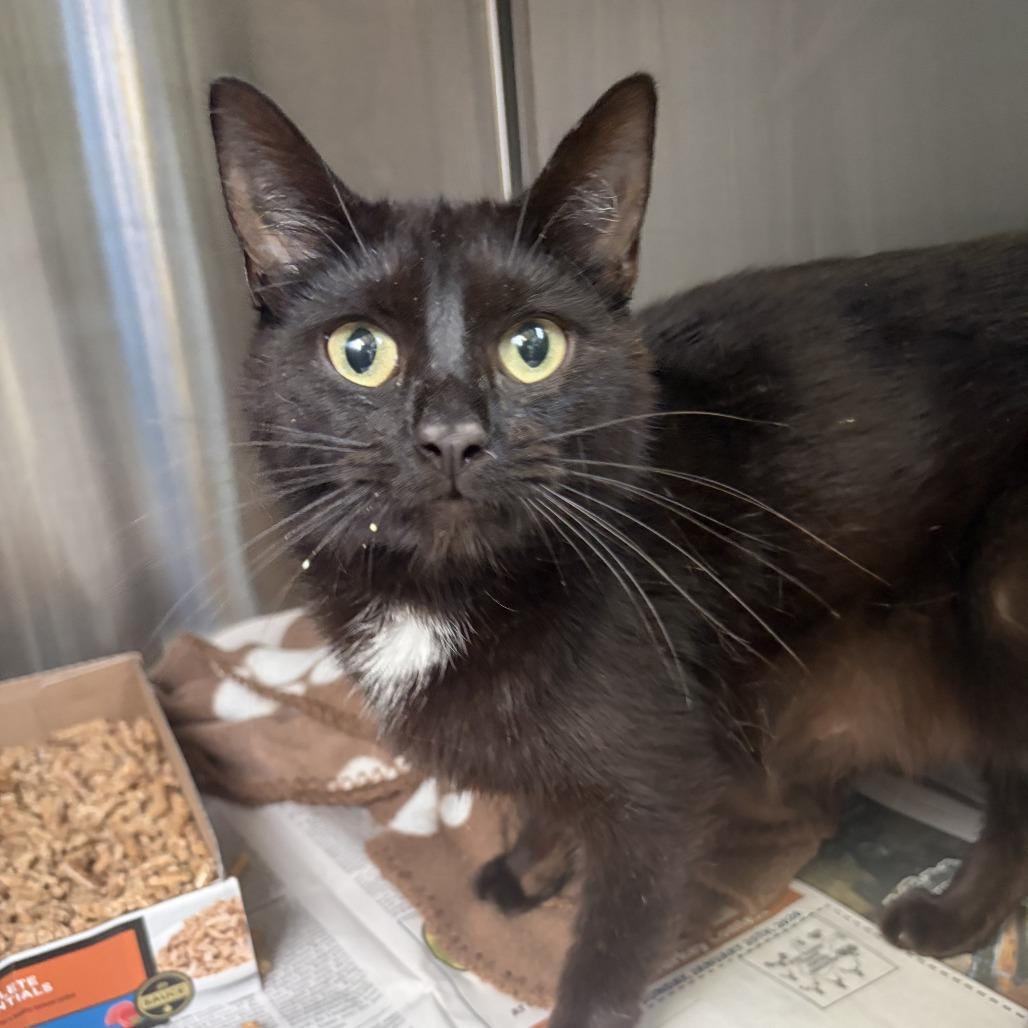 Orpah, Adoptable, Adult Female Domestic Short Hair.