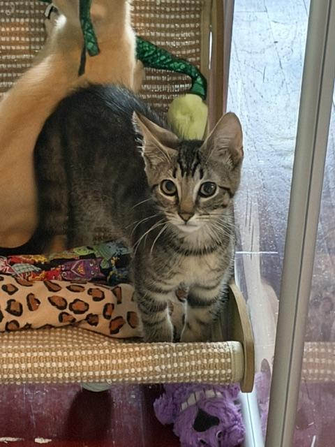 Tiger, adopted, Kitten Male Domestic Short Hair.