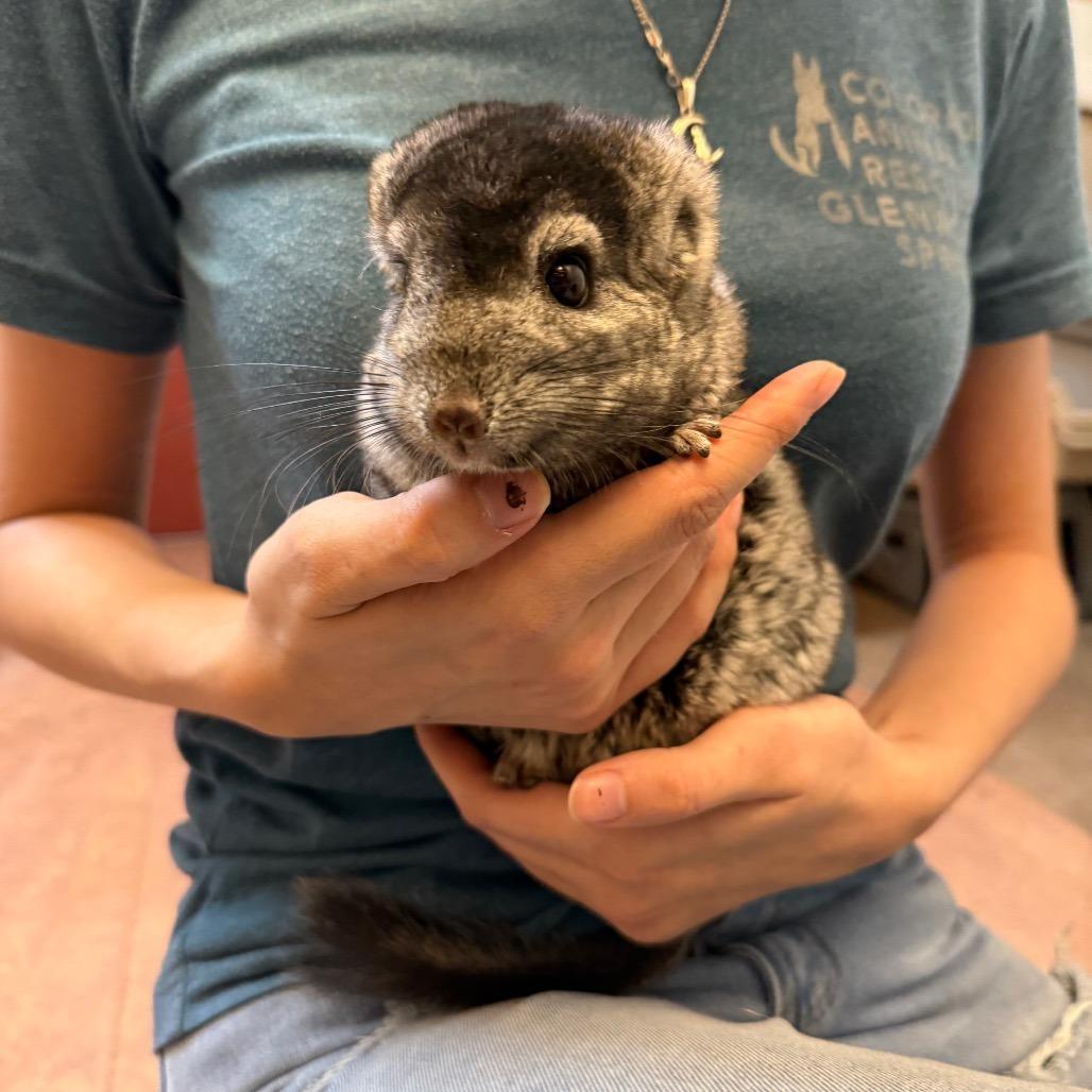 Armani, Adoptable, Senior Male Chinchilla.