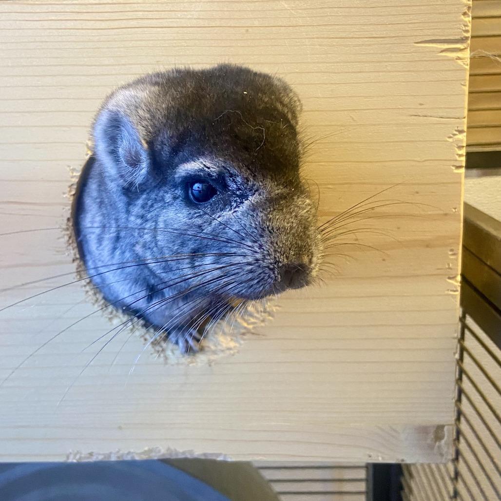 Enlarge Armani, a Adoptable Chinchilla in Glenwood Springs, CO image 2/3