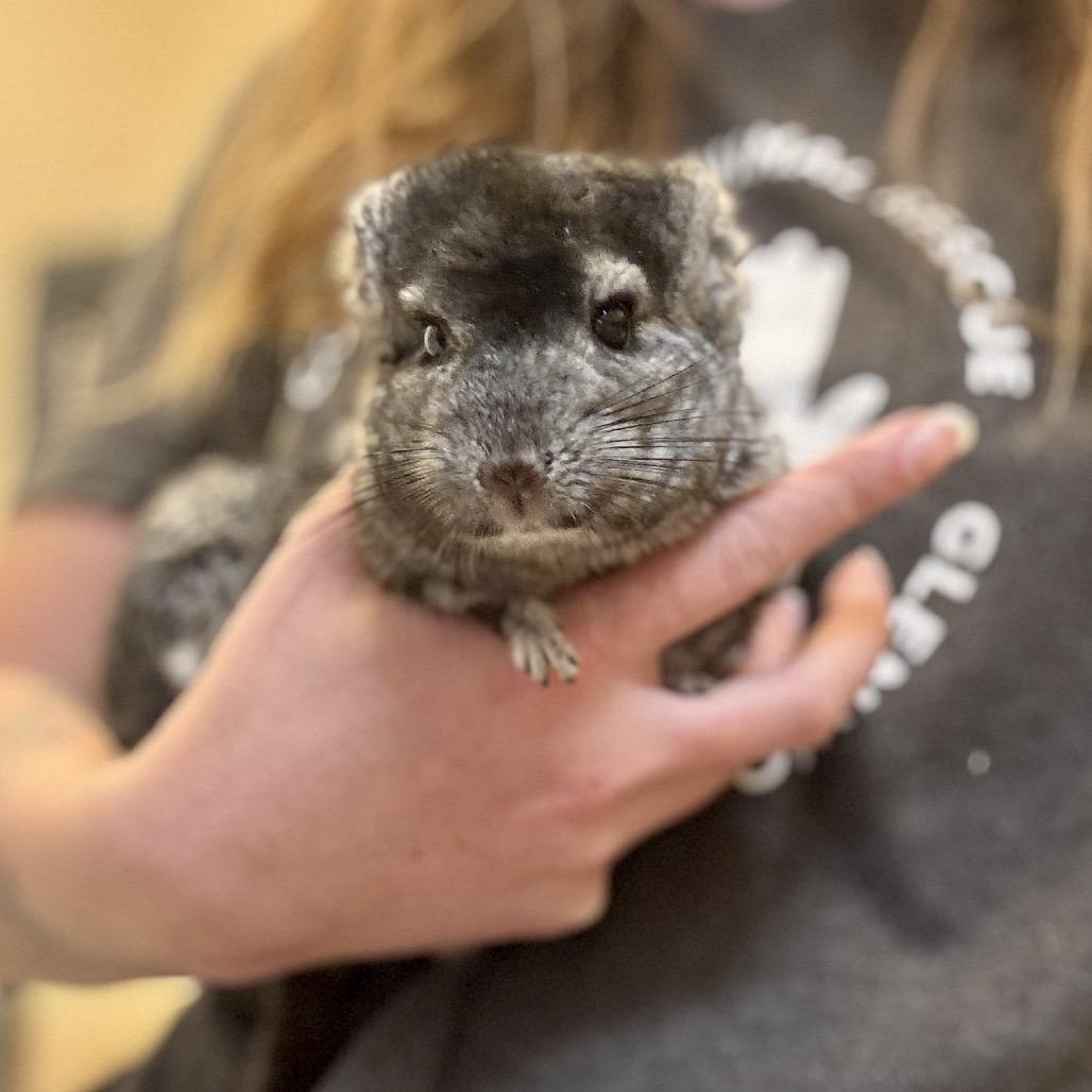Enlarge Armani, a Adoptable Chinchilla in Glenwood Springs, CO image 3/3