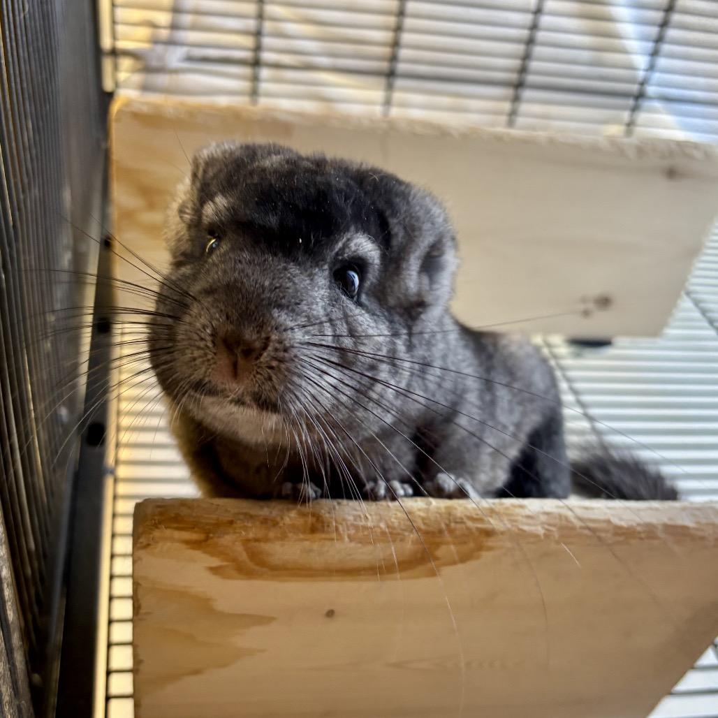 Enlarge Armani, a Adoptable Chinchilla in Glenwood Springs, CO image 4/4