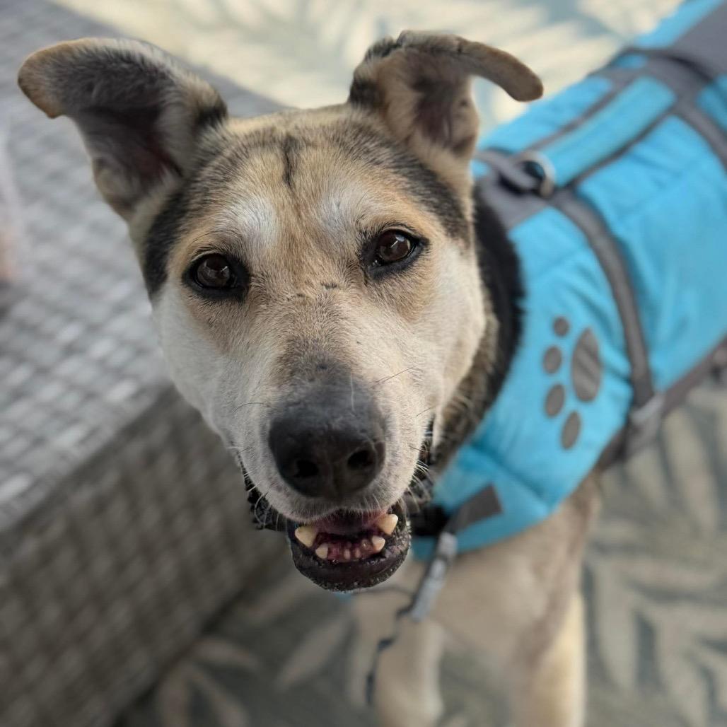 King Lu, Adoptable, Senior Male Mixed Breed.