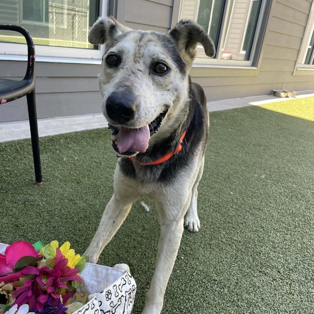 Enlarge King Lu, a Adoptable Mixed Breed in Greensboro, NC image 2/6
