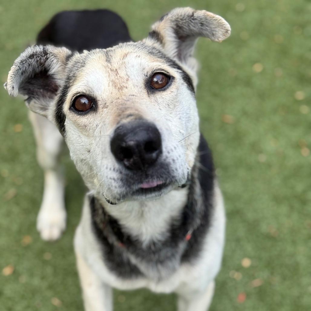 Enlarge King Lu, a Adoptable Mixed Breed in Greensboro, NC image 3/6