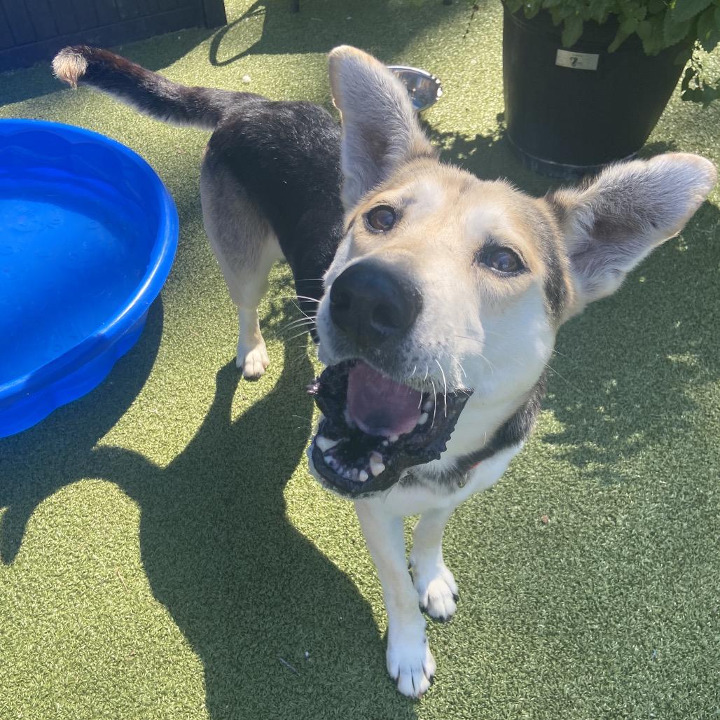 Enlarge King Lu, a Adoptable Mixed Breed in Greensboro, NC image 4/6