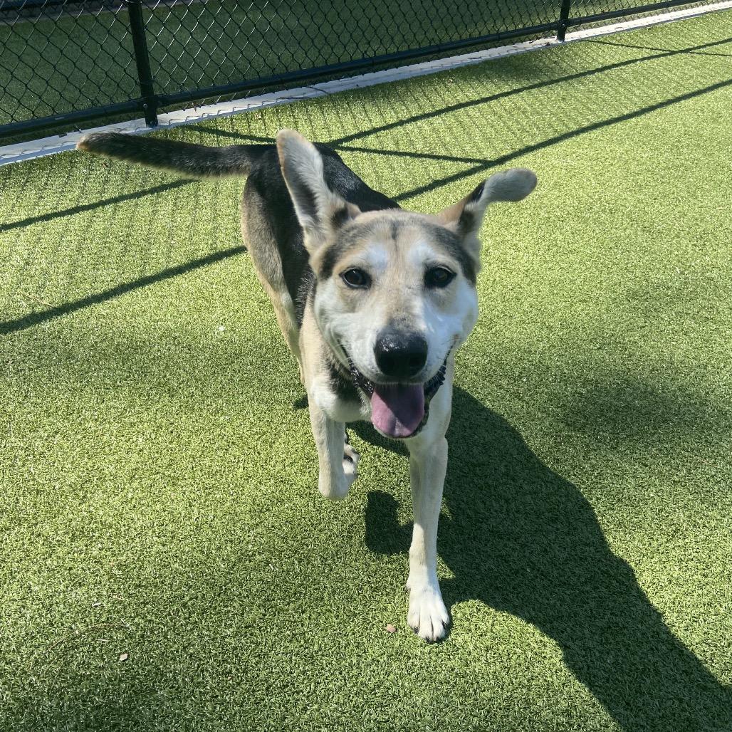 Enlarge King Lu, a Adoptable Mixed Breed in Greensboro, NC image 5/6