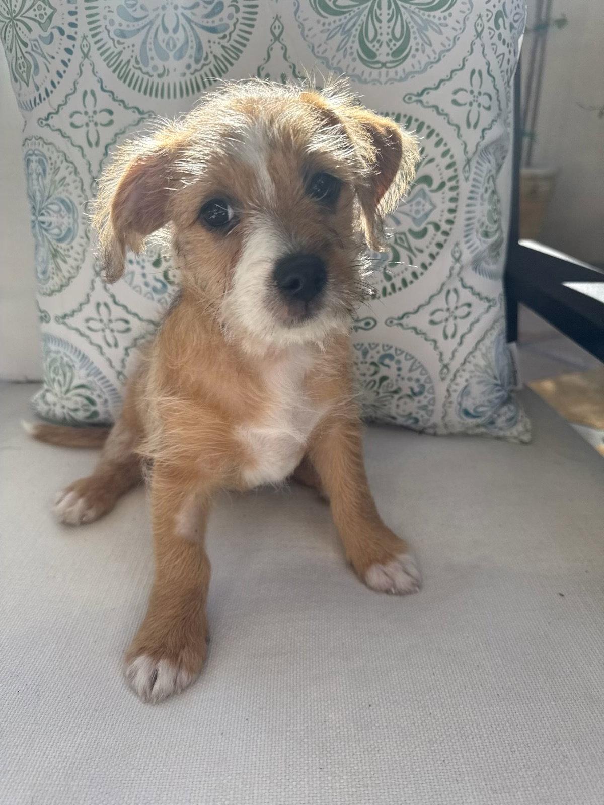 Enlarge Dawson, a Adopted mixed breed in Sunnyvale, CA image 1/1