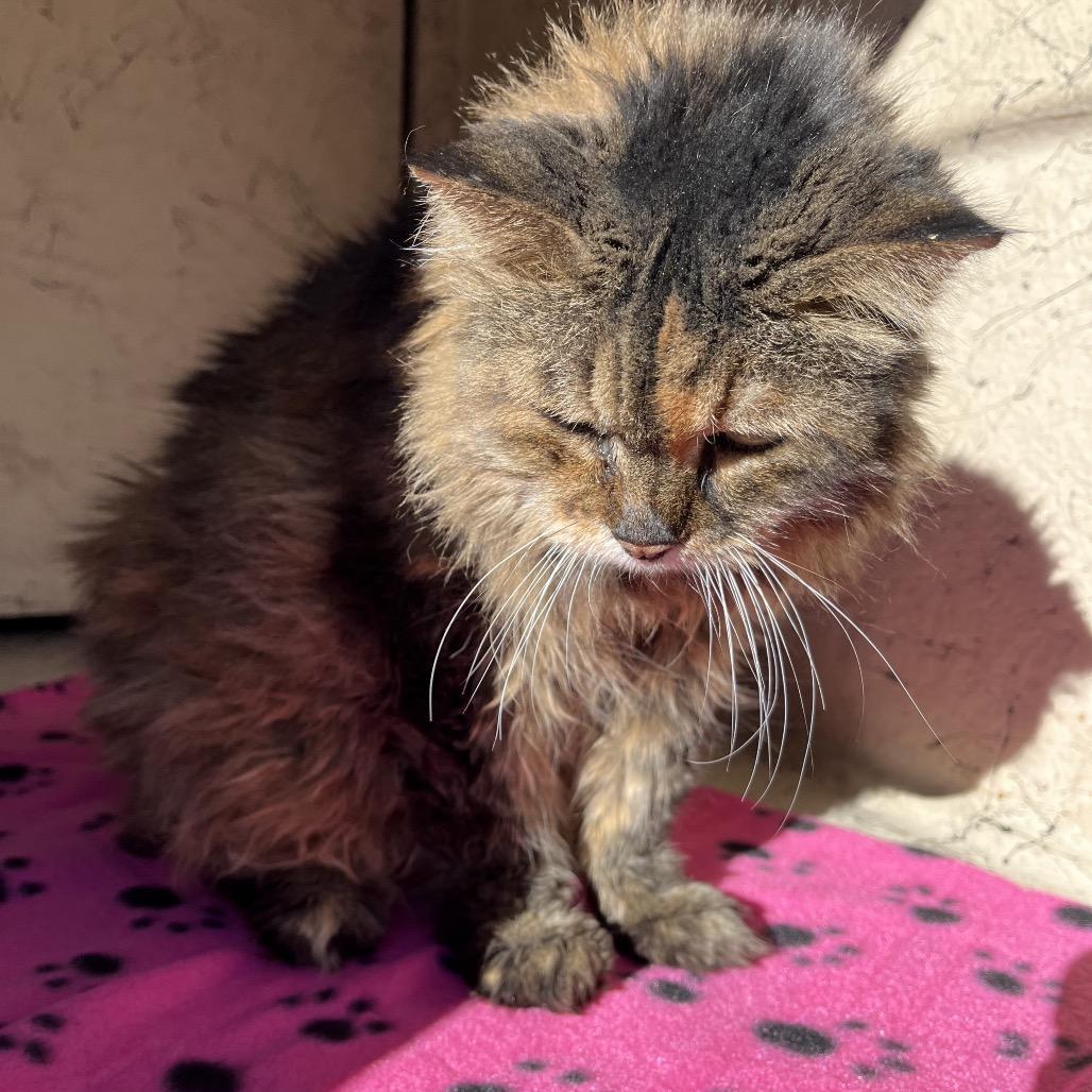 Gretchen, Adoptable, Senior Female Domestic Long Hair.