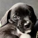 Enlarge Tuxedo, an adopted mixed breed in Sherman Oaks, CA image 4/6