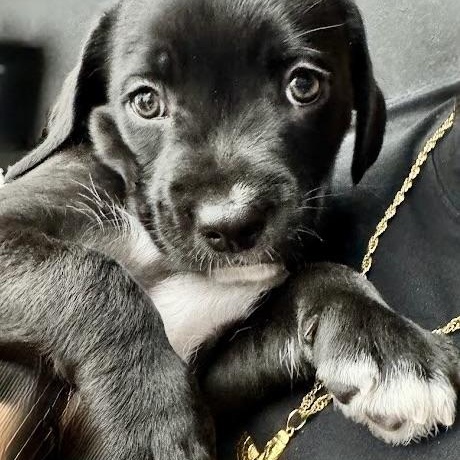 Enlarge Tuxedo, an adopted mixed breed in Sherman Oaks, CA image 5/6