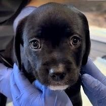 Enlarge Tuxedo, an adopted mixed breed in Sherman Oaks, CA image 3/6