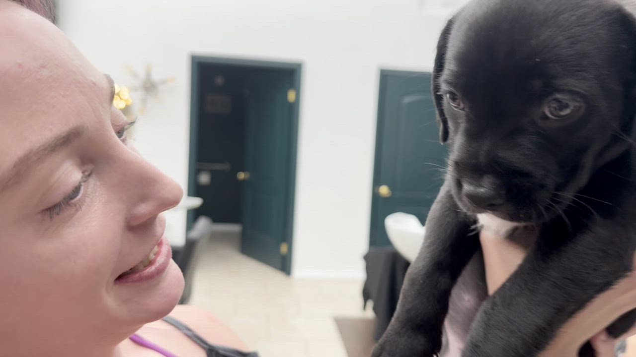 Enlarge Tuxedo, an adopted mixed breed in Sherman Oaks, CA video 2/6