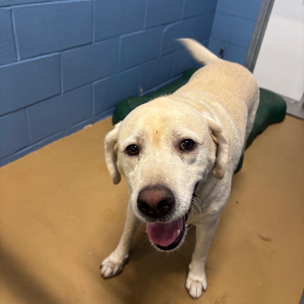 Enlarge Billiam, a Adoptable Labrador Retriever in Portland, TX image 1/1