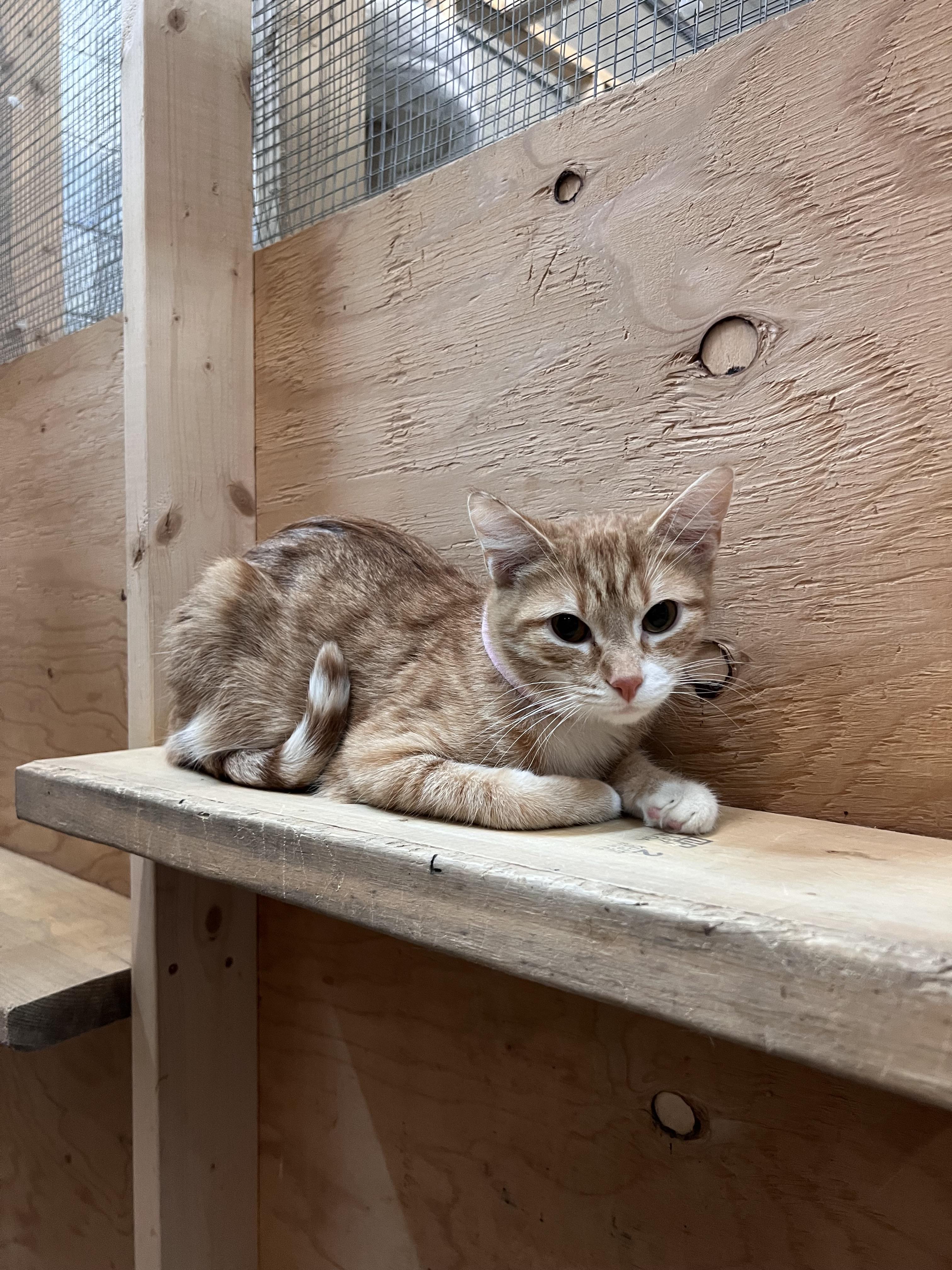 Rose, ADOPTABLE, Adult Female Domestic Short Hair.