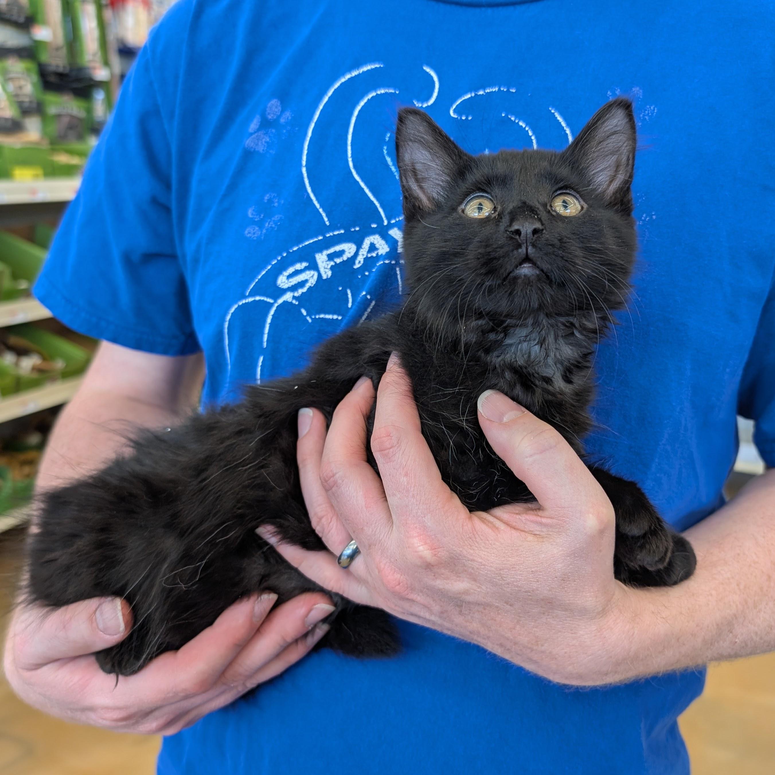 Enlarge Louis, an adopted Domestic Medium Hair in Grayslake, IL image 3/5