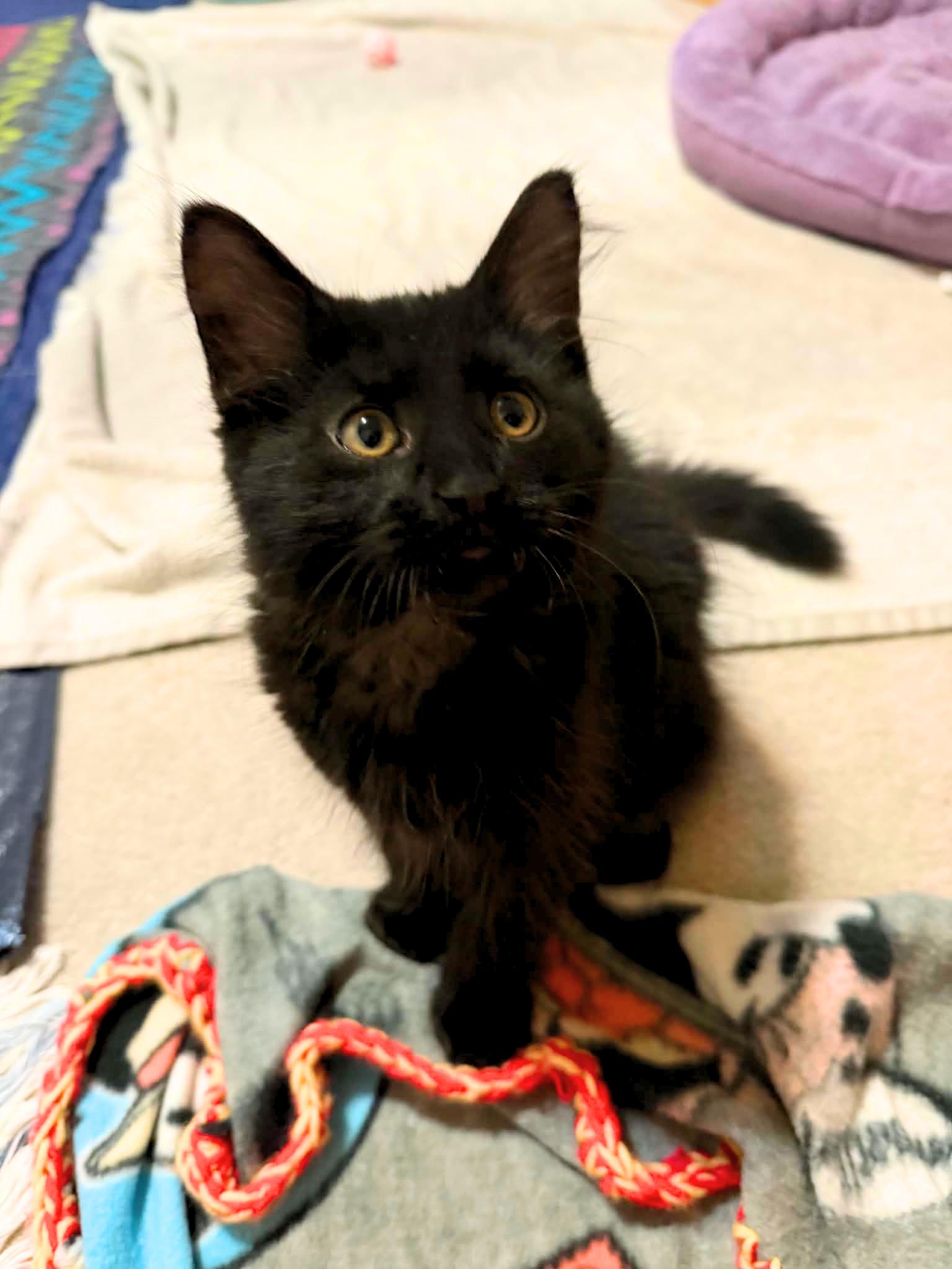 Enlarge Louis, an adopted Domestic Medium Hair in Grayslake, IL image 4/5