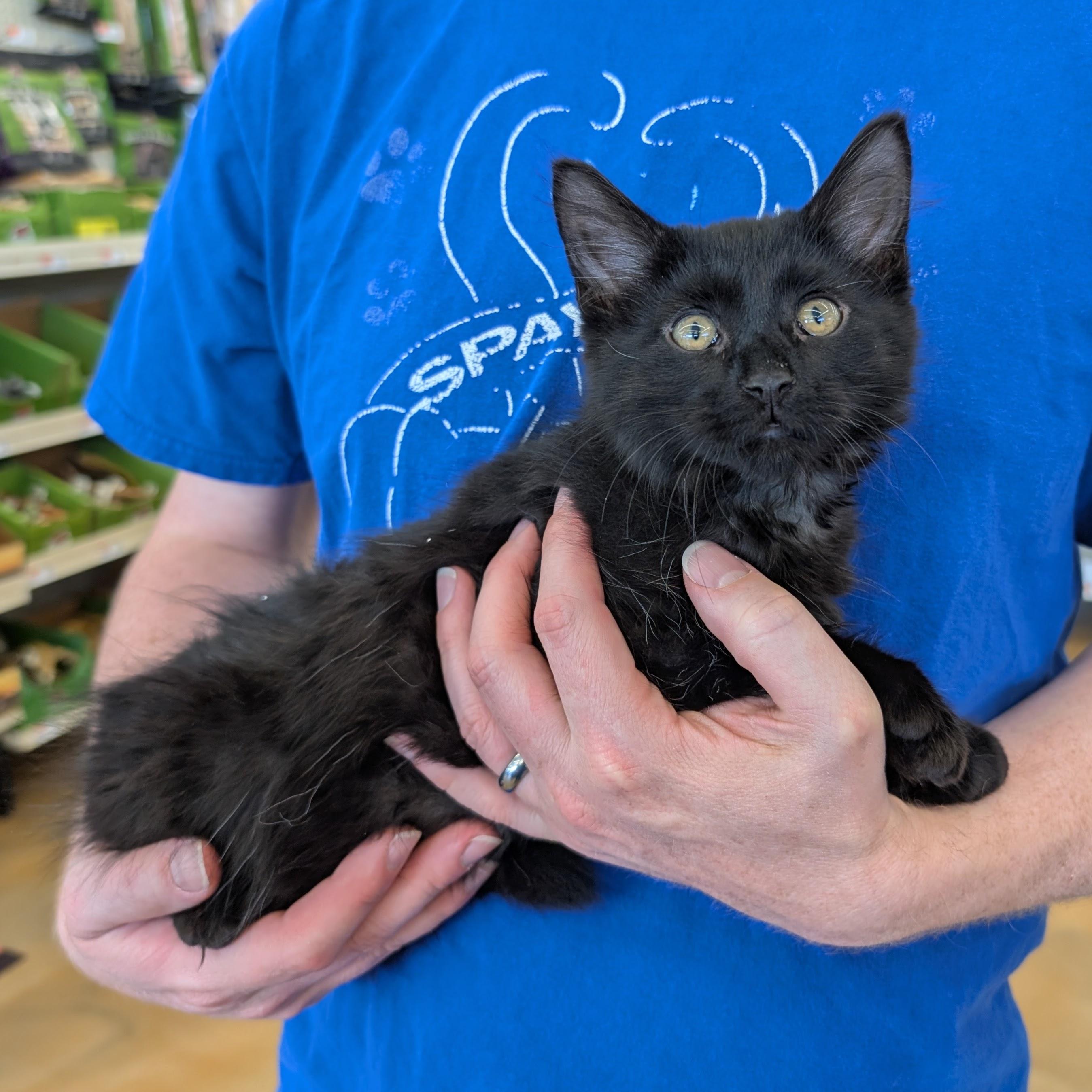 Enlarge Louis, an adopted Domestic Medium Hair in Grayslake, IL image 2/5