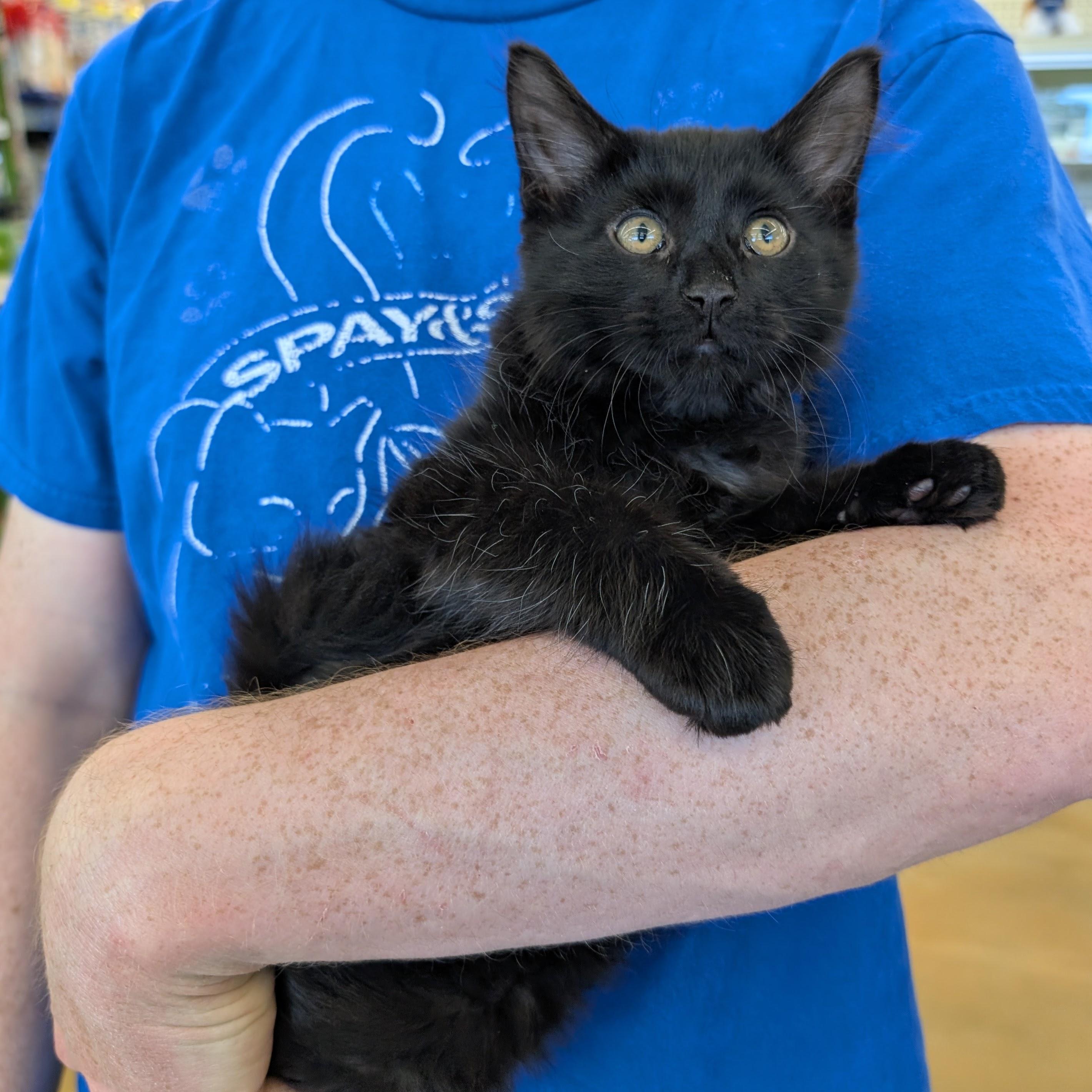 Enlarge Louis, an adopted Domestic Medium Hair in Grayslake, IL image 1/5