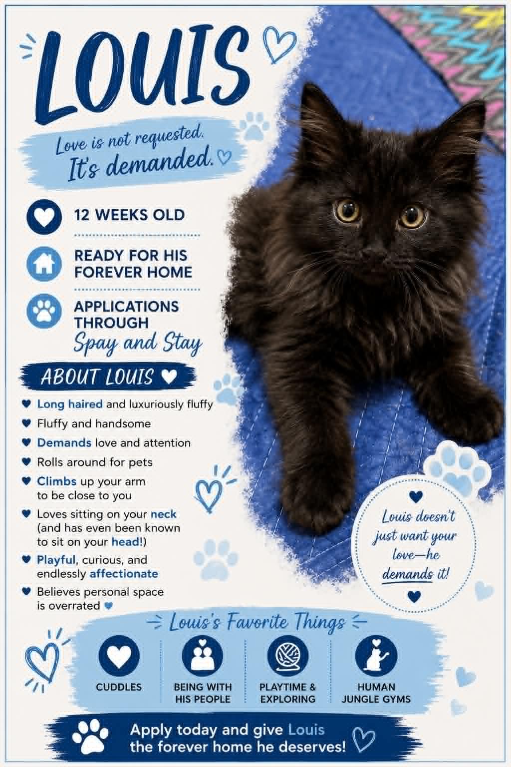 Enlarge Louis, an adopted Domestic Medium Hair in Grayslake, IL image 5/5