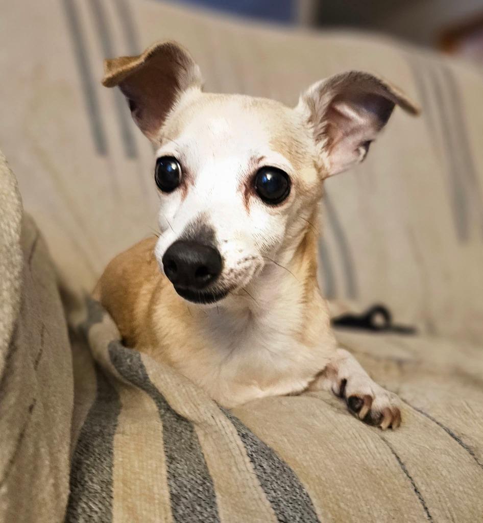 Enlarge Itty Bitty, a Adopted mixed breed in Indianola, IA image 1/1