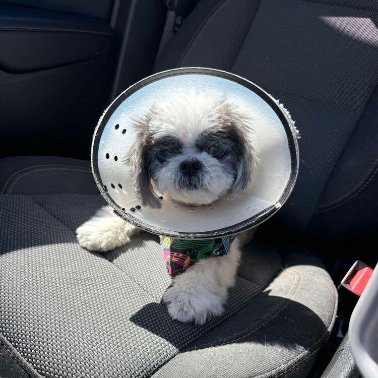 Buffy, adopted, Senior Female Shih Tzu.
