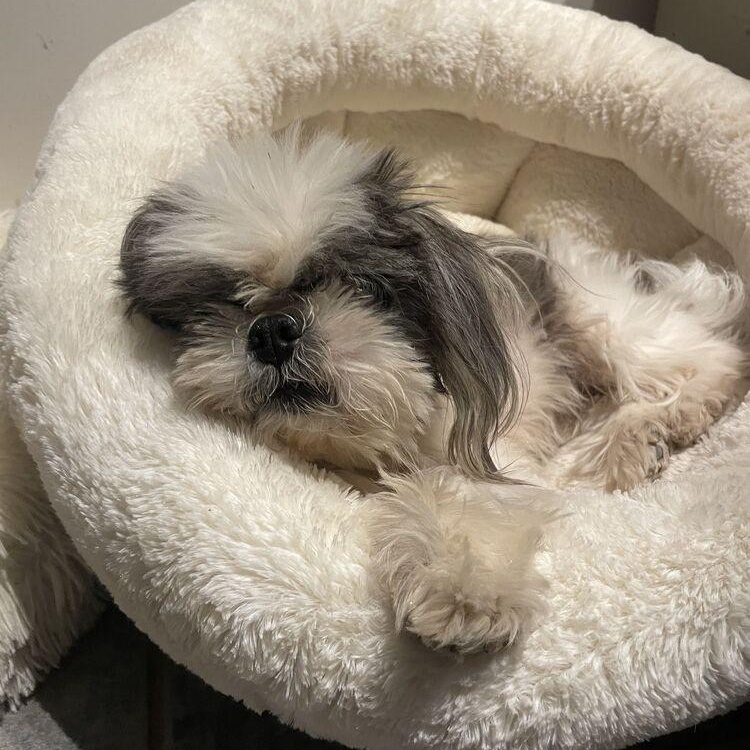 Buffy, an adopted Shih Tzu in Keene, NH image 5/6