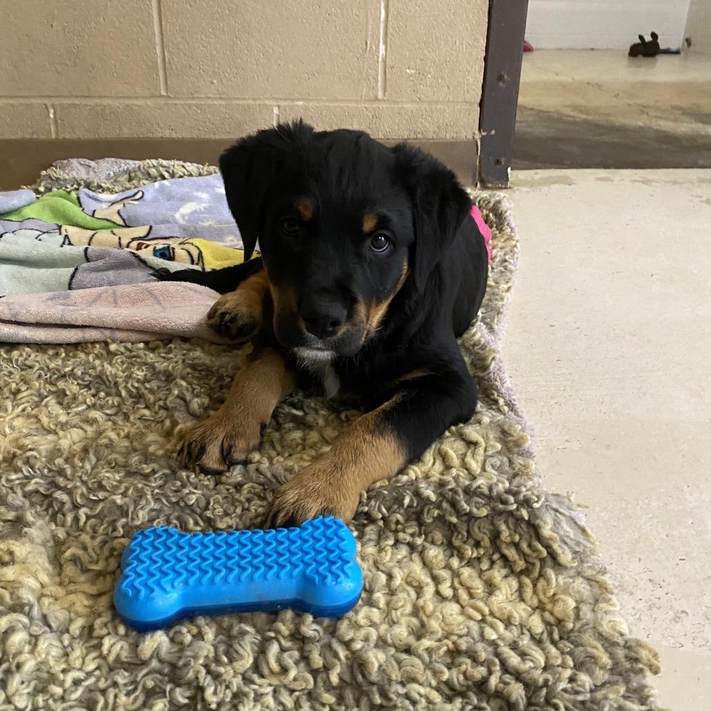 Enlarge Wheeler, a Adoptable mixed breed in Grand Junction, CO image 1/1