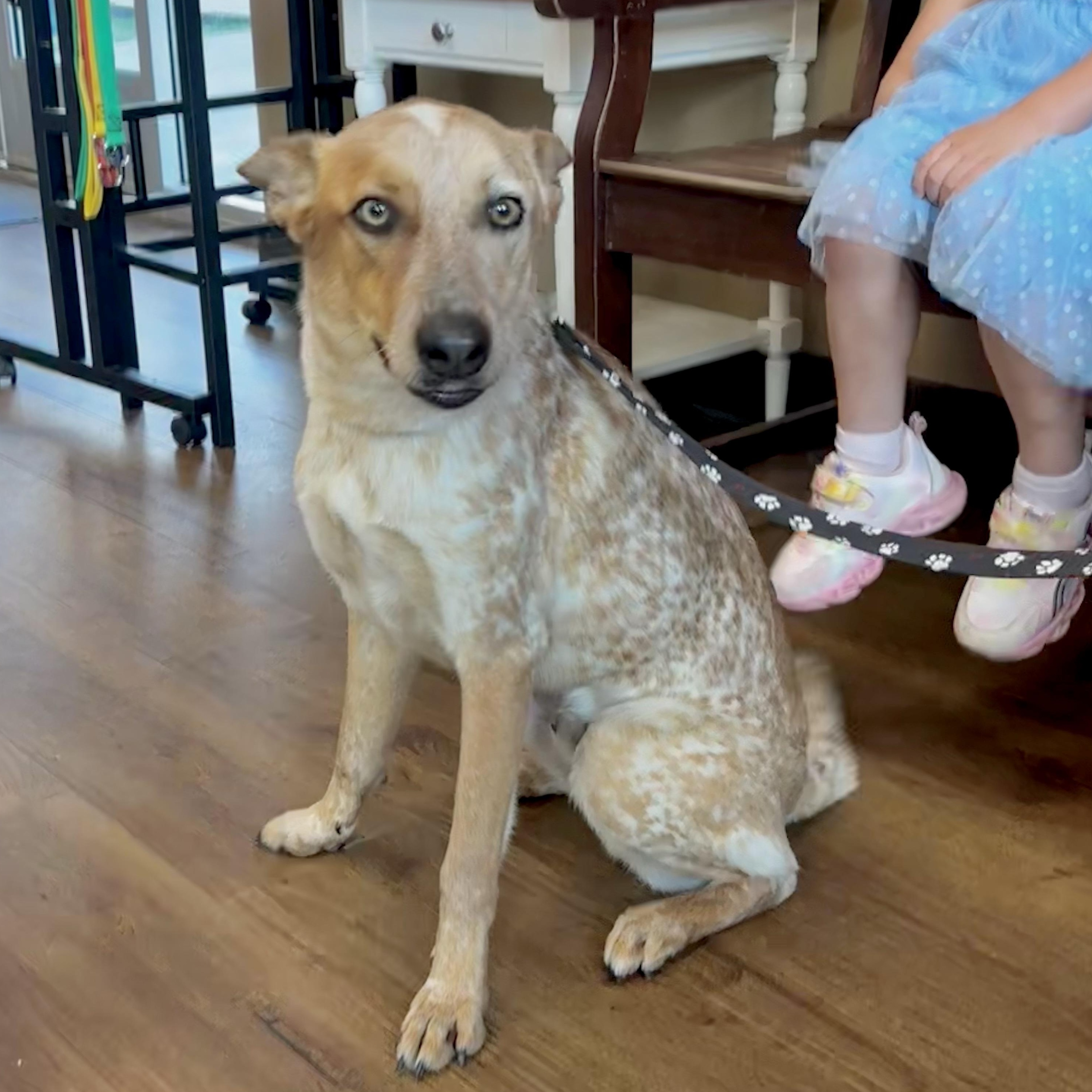 Robin, Adoptable, Adult Male Australian Cattle Dog / Blue Heeler.