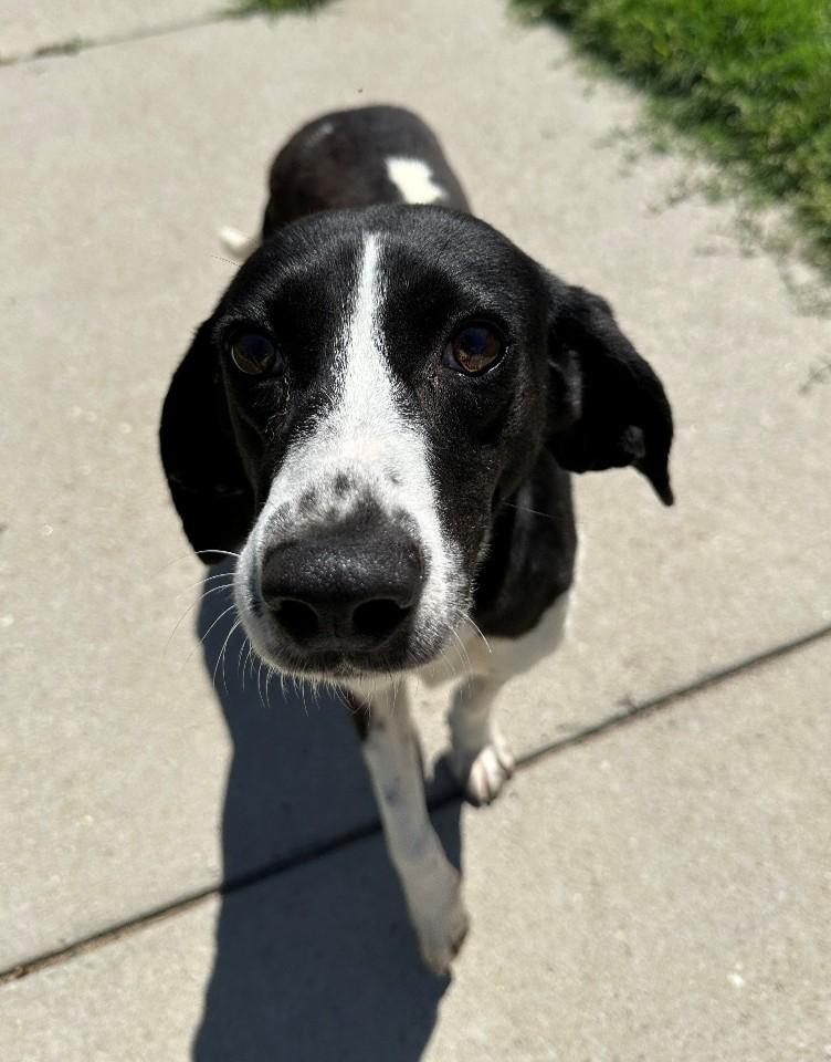 Alyssa, ADOPTABLE, Young Female Hound.