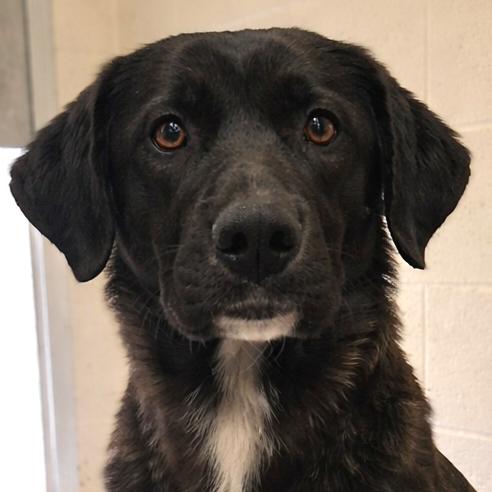 Reigna, Adoptable, Adult Female Labrador Retriever.