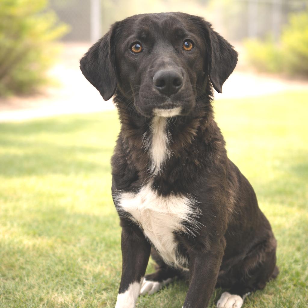Enlarge Reigna, a Adoptable mixed breed in Wickenburg, AZ image 2/2