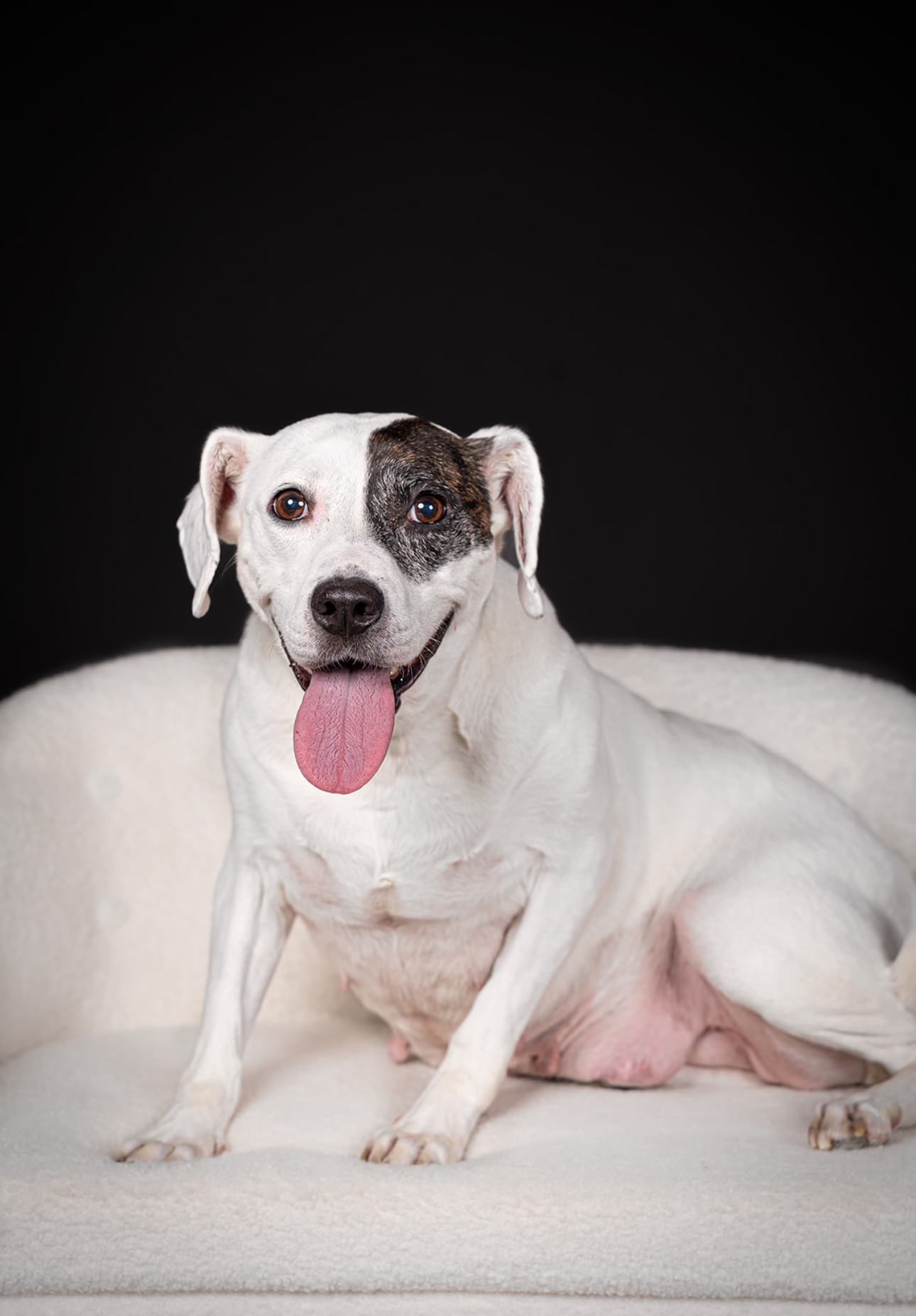 Parka, a Adoptable mixed breed in Charleston, SC image 3/6