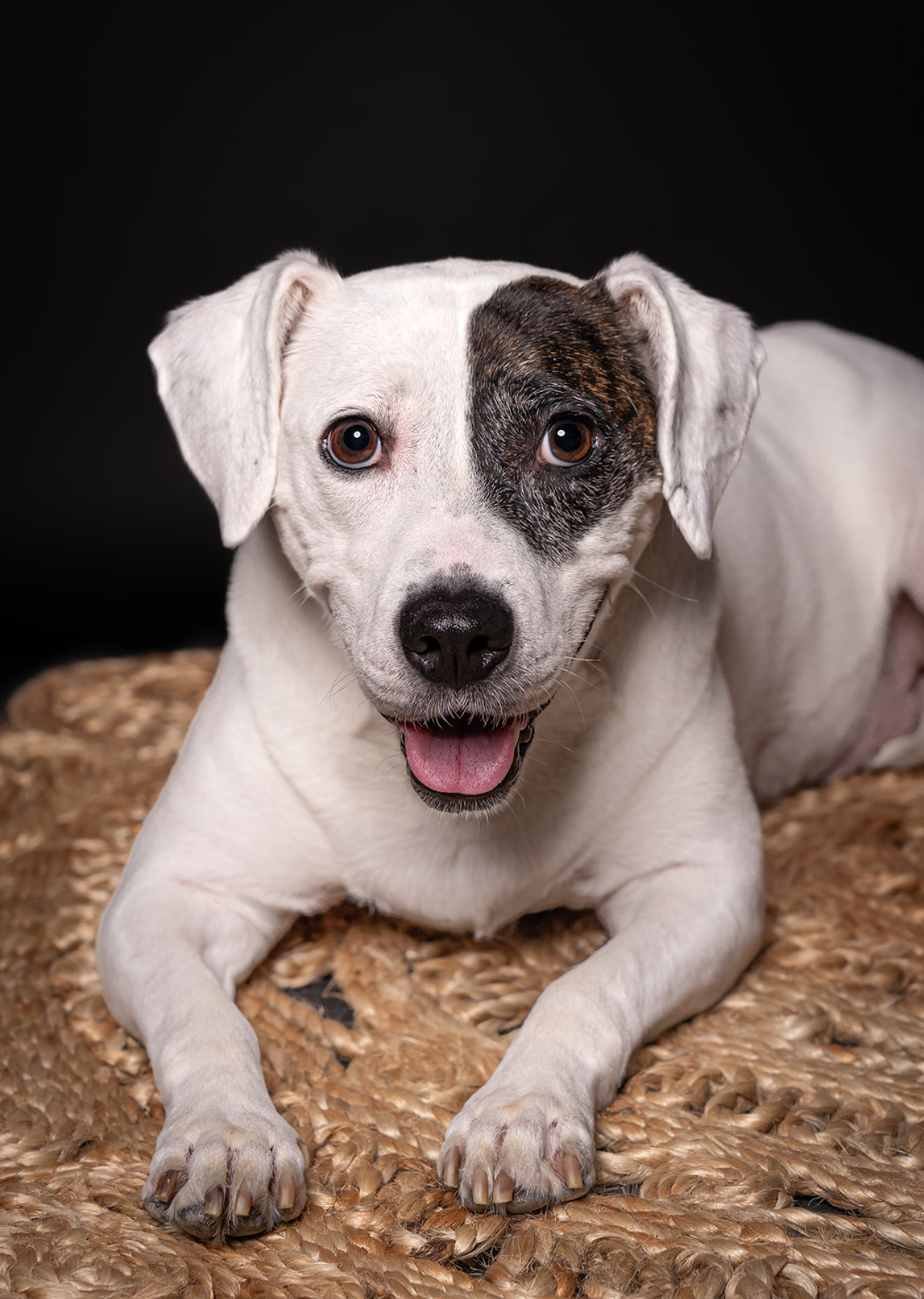 Parka, Adoptable, Adult Female Hound & Pit Bull Terrier.