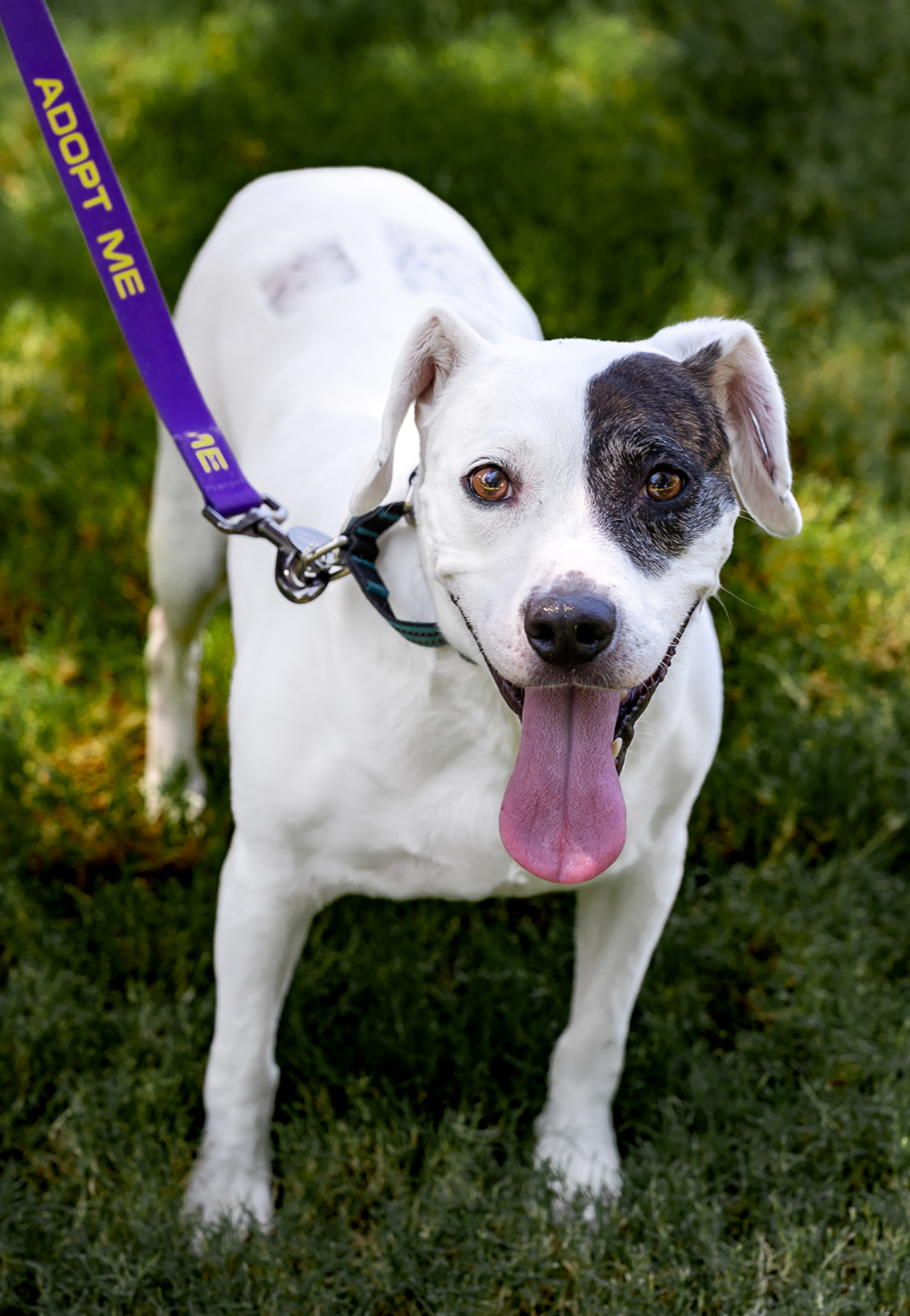 Parka, a Adoptable mixed breed in Charleston, SC image 5/6