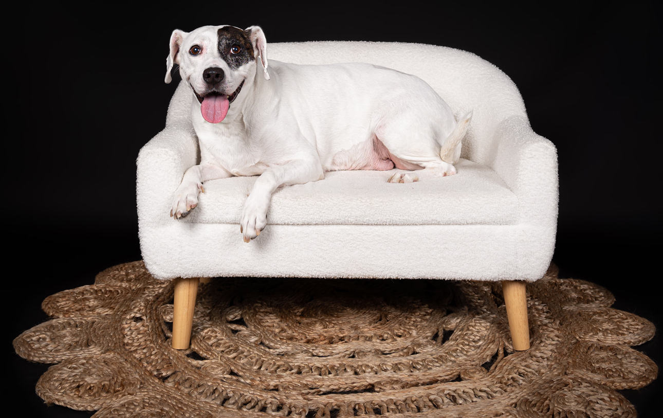 Parka, a Adoptable mixed breed in Charleston, SC image 6/6