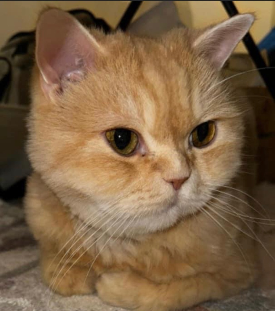 Vanilla and Angel  3