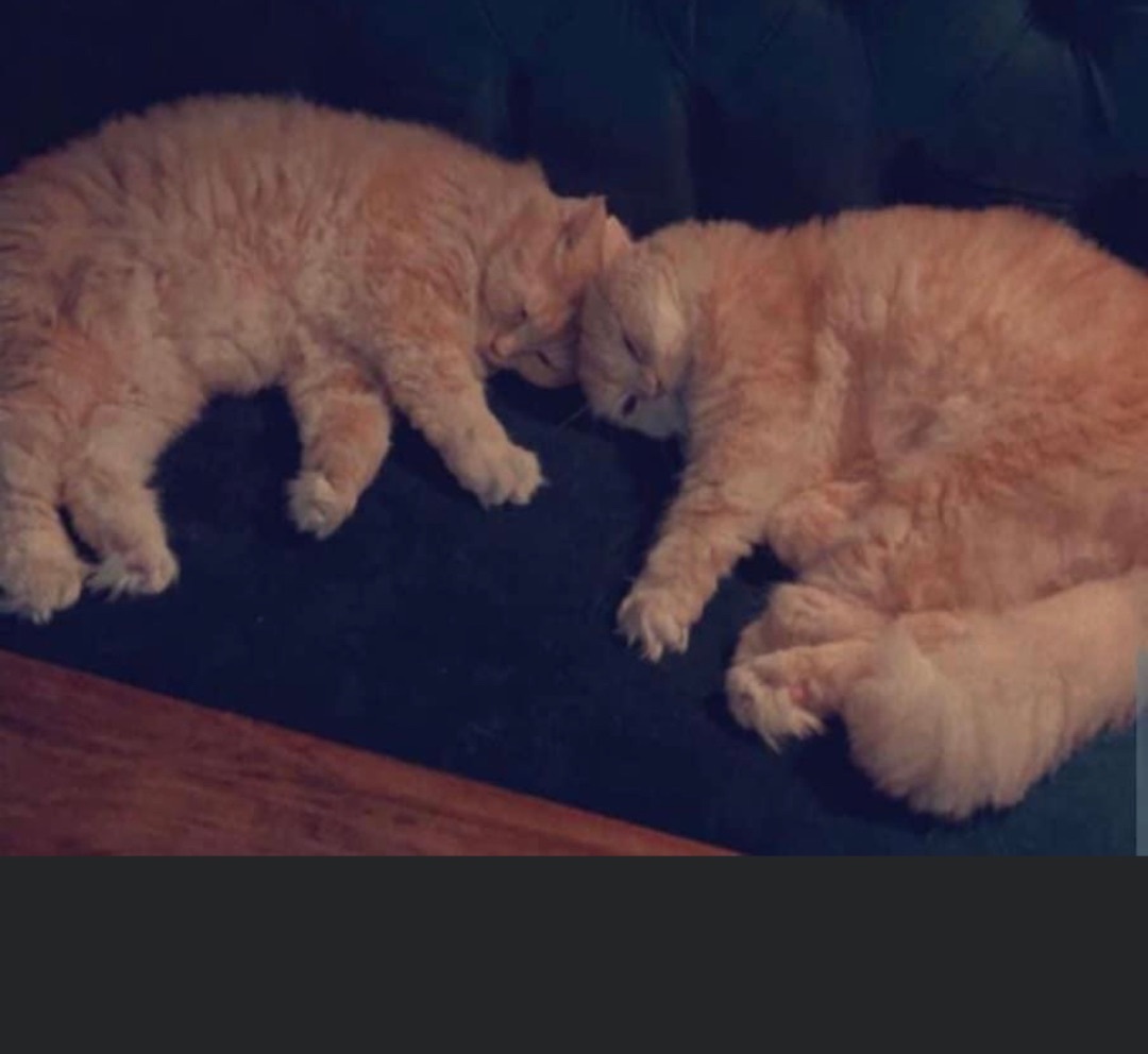 Vanilla and Angel  4