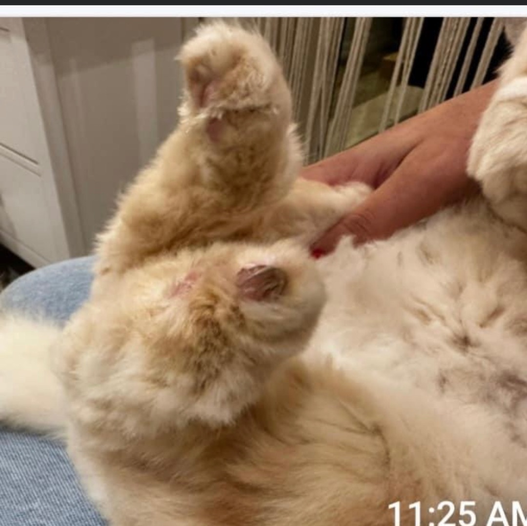 Vanilla and Angel  2