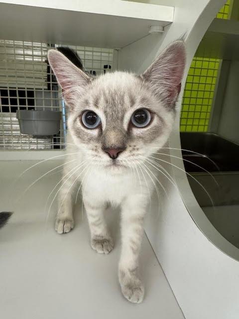 Fisher, Adoptable, Kitten Male Siamese.
