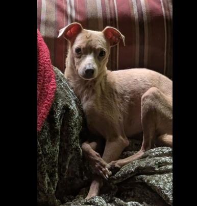 Bolt, Adoptable, Young Male Italian Greyhound & Mixed Breed.