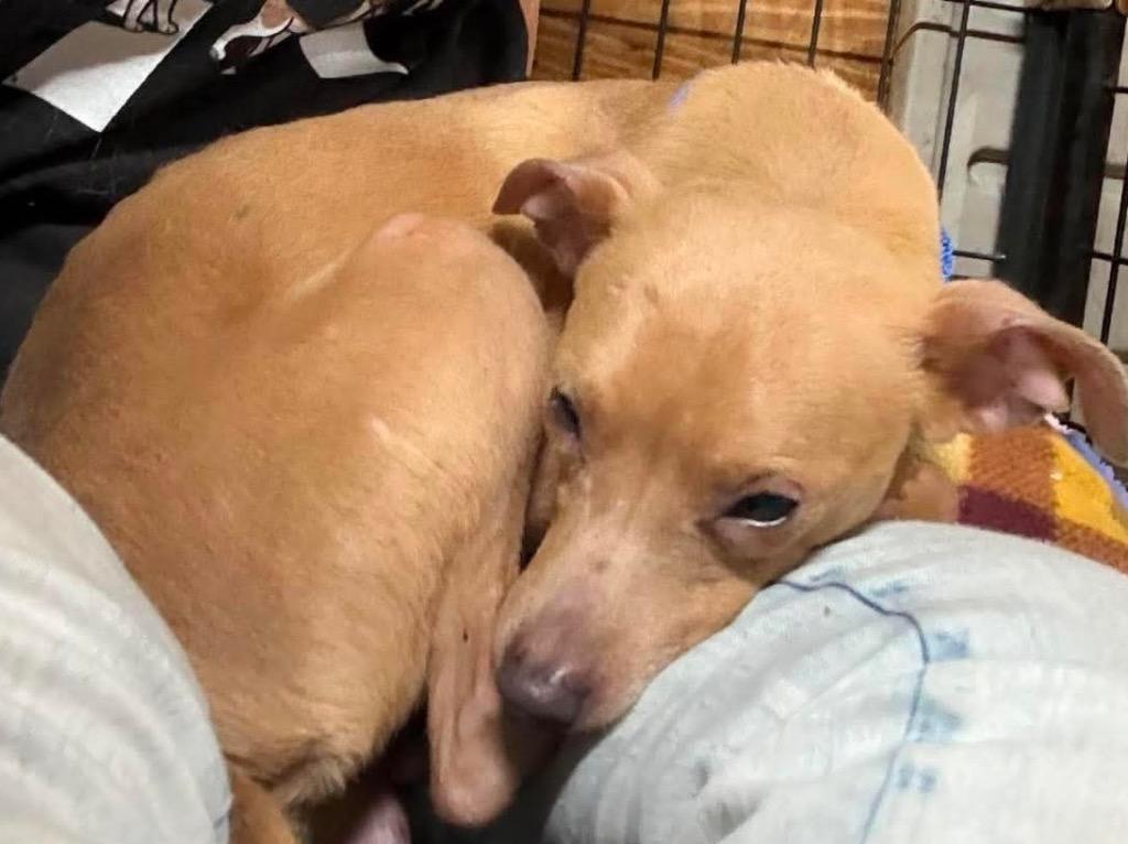 Enlarge Bolt, a Adoptable mixed breed in Crossville, TN image 2/3