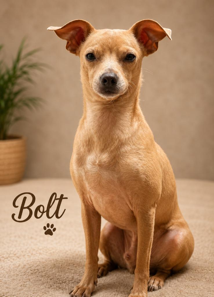 Enlarge Bolt, a Adoptable mixed breed in Crossville, TN image 3/3