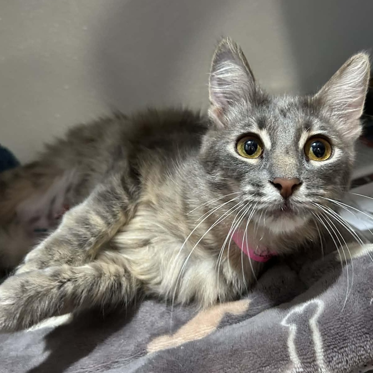 Enlarge Dorothy (FeLV+), a ADOPTABLE mixed breed in The Colony, TX image 1/5