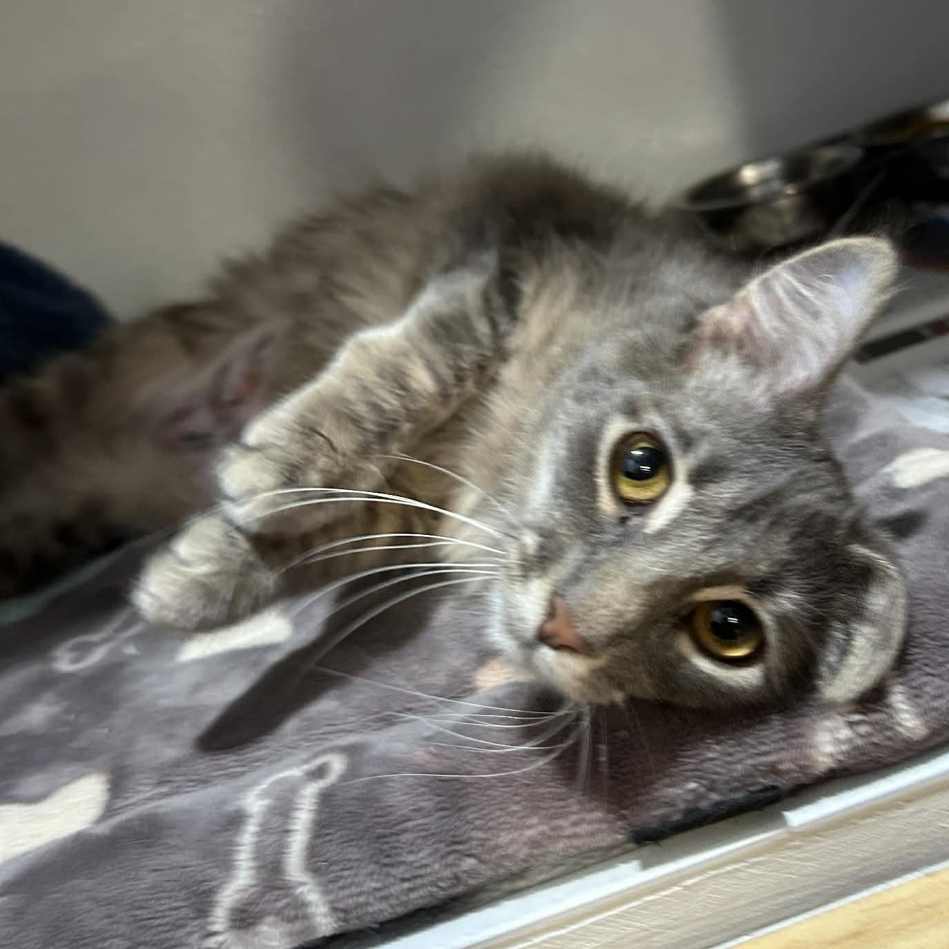 Enlarge Dorothy (FeLV+), a ADOPTABLE mixed breed in The Colony, TX image 4/5