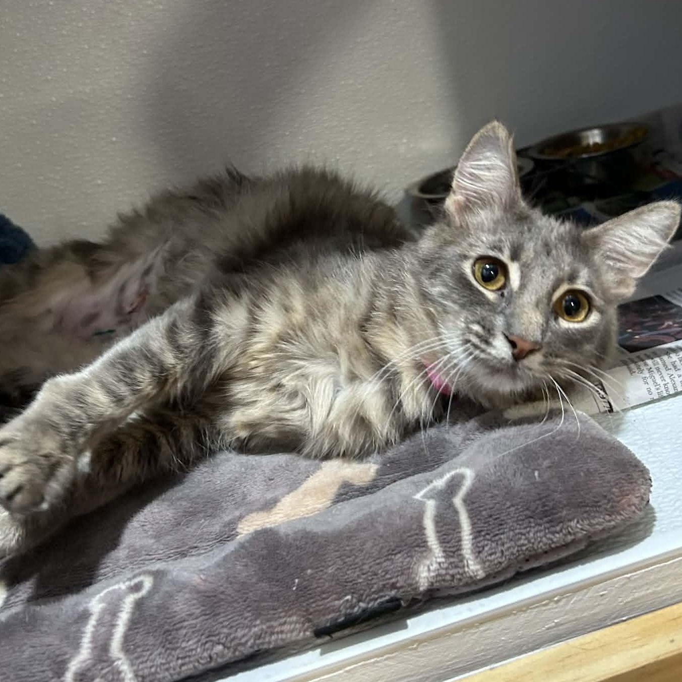 Enlarge Dorothy (FeLV+), a ADOPTABLE mixed breed in The Colony, TX image 5/5