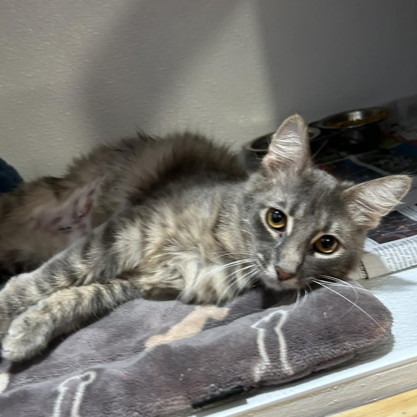 Enlarge Dorothy (FeLV+), a ADOPTABLE mixed breed in The Colony, TX image 3/5