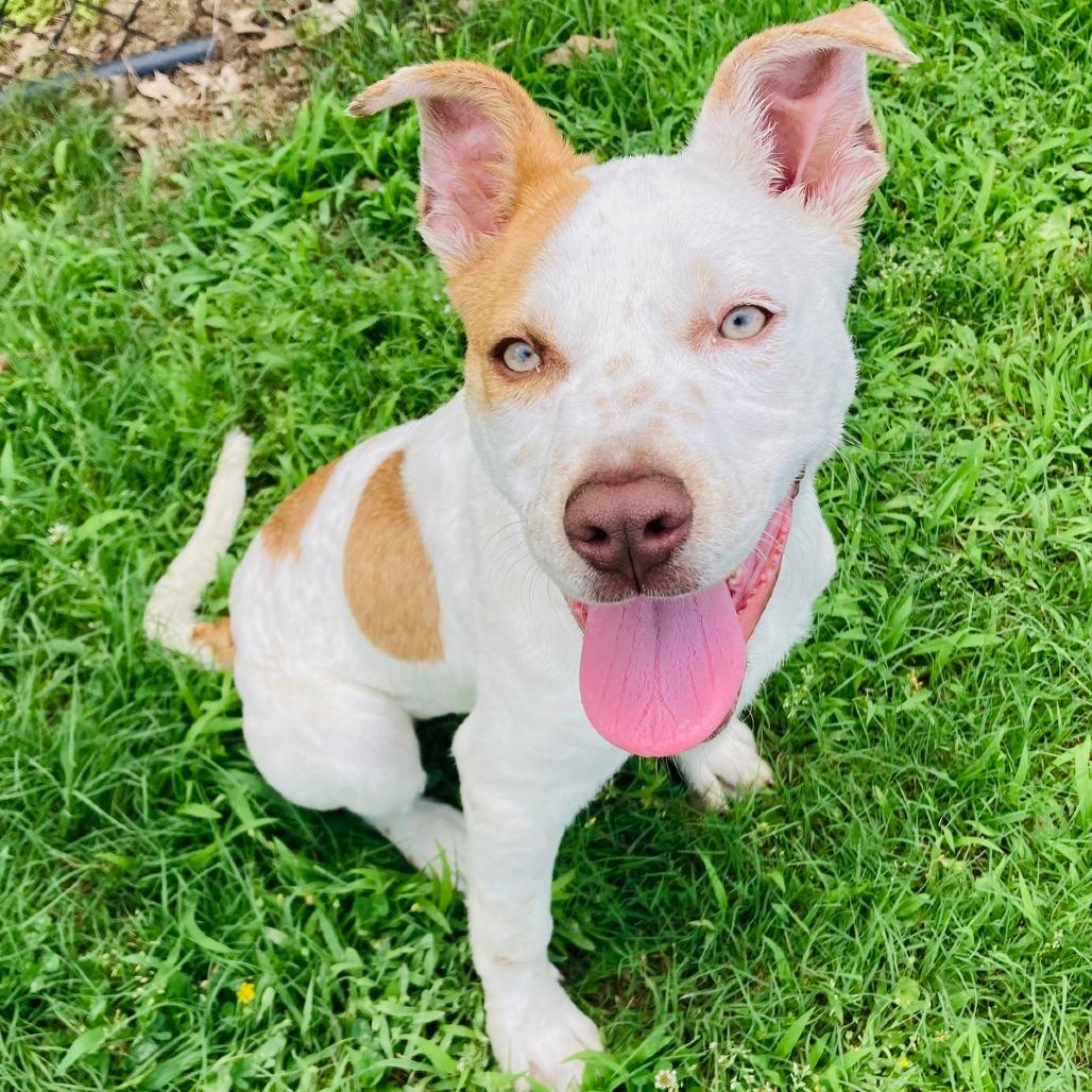 Clara Sue, a Adoptable mixed breed in Cabot, AR image 1/5
