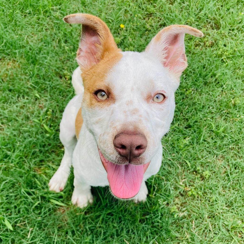 Clara Sue, a Adoptable mixed breed in Cabot, AR image 2/5