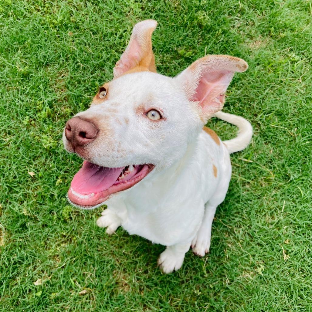 Clara Sue, a Adoptable mixed breed in Cabot, AR image 3/5
